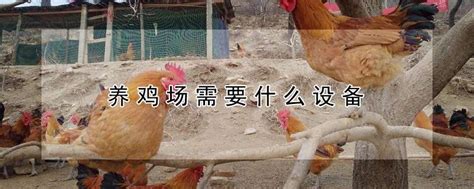 建一个小型养鸡场的成本效益分析！（仅供参考）_养殖_投资_土鸡
