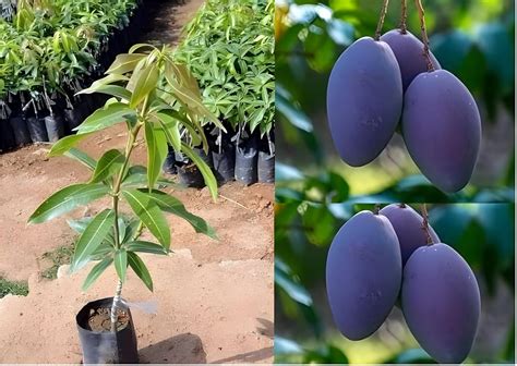 Green view®® Combo 2 Arunika Mango Plant Grafted New Variety Mango Tree ...