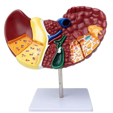 Image result for Liver Models Labeled