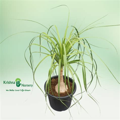 Ponytail Palm (Nolina Palm)