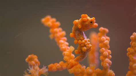 Colorful Real Seahorse