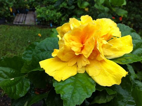 DOUBLE YELLOW HIBISCUS | Hibiscus, Yellow hibiscus, Starter plants