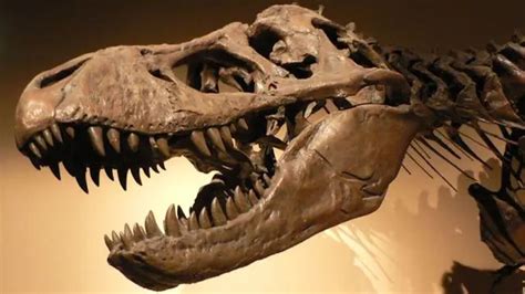 第17集 世界上寿命最长的恐龙能活多少岁？_高清1080P在线观看平台_腾讯视频