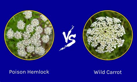 Garlic Mustard Vs Poison Hemlock at Dollie Guth blog