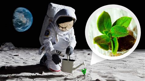 Plants And How They Grow