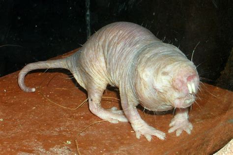 Top 10 Ugly Animals