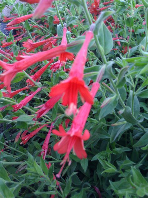 Hummingbird Trumpet, Orange Carpet - TheTreeFarm.com