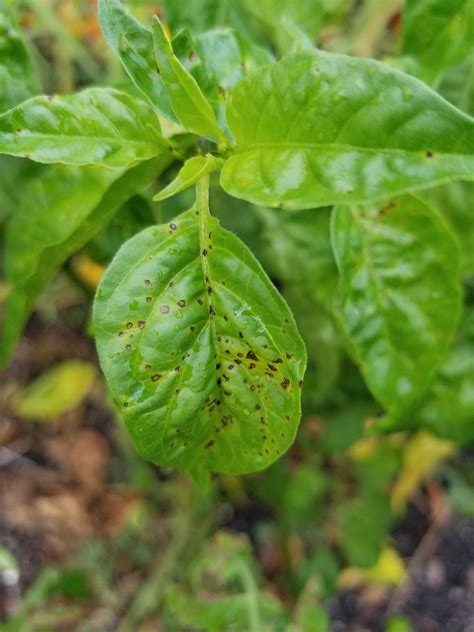 How To Treat Zinc Deficiency In Plants at Alana Wardill blog - symptoms of zinc deficiency in plants