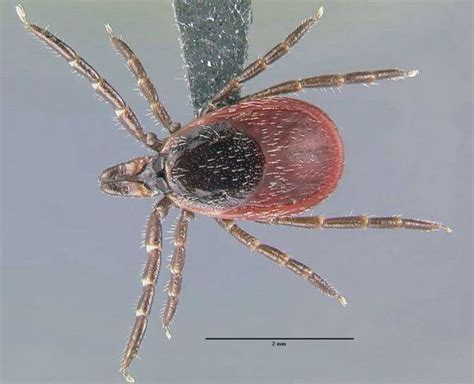 do dog ticks carry lyme disease