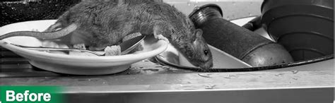 SCENTORA Rat Repellents Pills Mouse Repellent Peppermint Oil Mouse ...