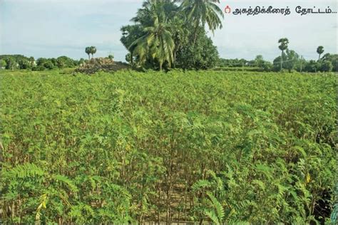 Fodder Seeds - Iagrifarm Dhaincha Seed - 1 Kg / Prikly Sesban ...