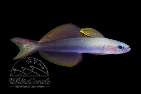 Ptereleotris evides - Blackfin dartfish - buy online