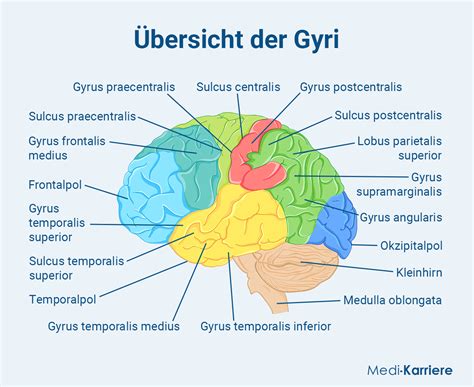 Rezultat imagine pentru Gyri