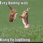 Image result for Cute Baby Bunny Rabbits