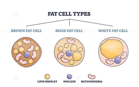 Fat Cell Structure 的图像结果