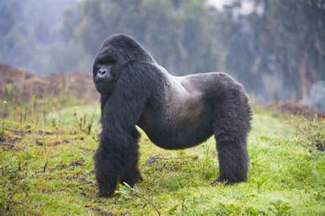 Silverback Gorilla Height