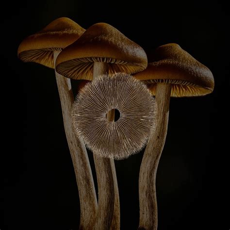 Flying Saucer Mushroom Spore Print - Fungushead