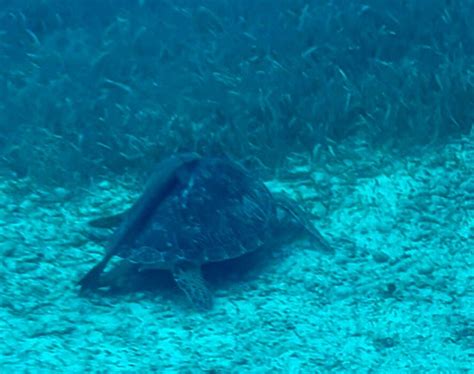 CORAL REEF EXPLORER GLASS BOTTOM BOAT (2026) All You Need to Know ...