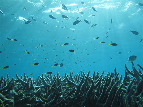 Environmental 的图像结果