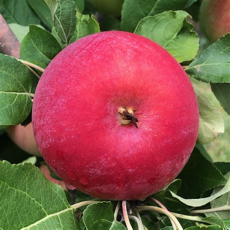 2020 Apple Maturity Report : Center for Agriculture, Food, and the ...