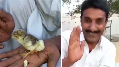 This chicken has four legs: If you have not seen the video you will ...
