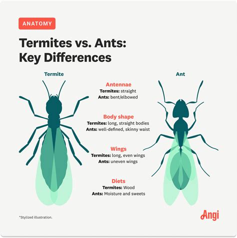 Ant Vs Termite