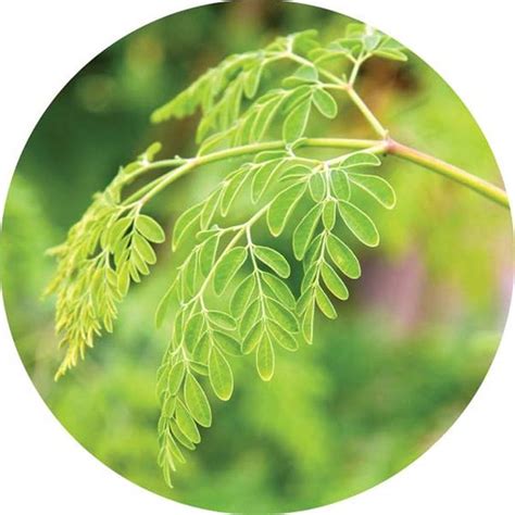 [100+] Moringa Backgrounds | Wallpapers.com