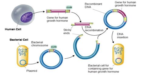 Recombinant DNA Technology Steps 的图像结果
