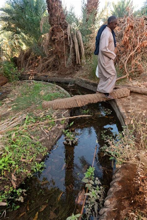 Agriculture in Egypt 的图像结果