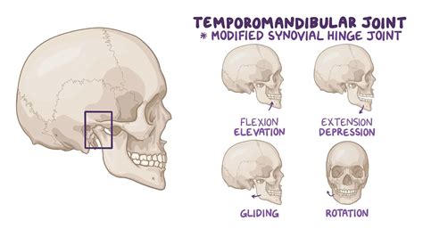 Anatomy of the temporomandibular joint and muscles of mastication ...