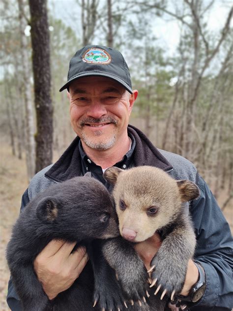 Bear Hibernation: Facts and Myths from the Den | Outdoor Life