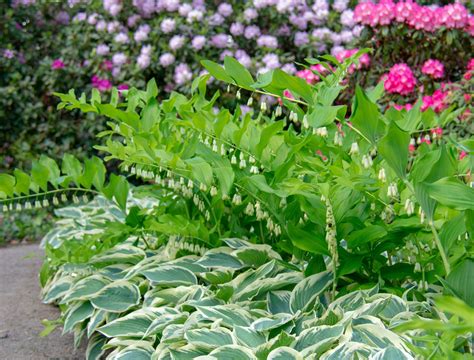 How to Grow a Foliage Garden