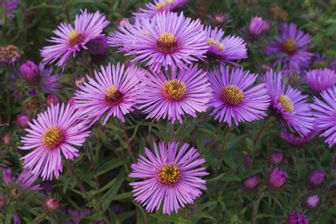 13 Recommmended Plants With Daisy-Like Flowers