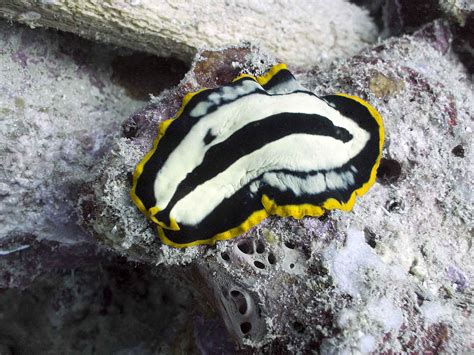 Flatworm phylum
