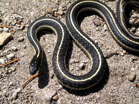 Image result for A Snake Using a Computer