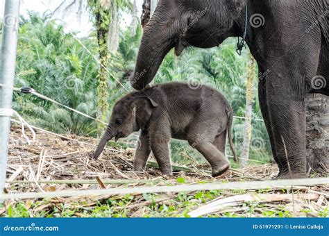 Sumatran Elephants in Sumatra Indonesia Stock Image - Image of jungle ...