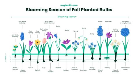 Planting Bulbs in Fall - Step-By-Step Guide (Flowers & Other Plants)