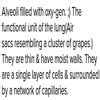Alveoli are called functional units of lungs.give reason - Brainly.in