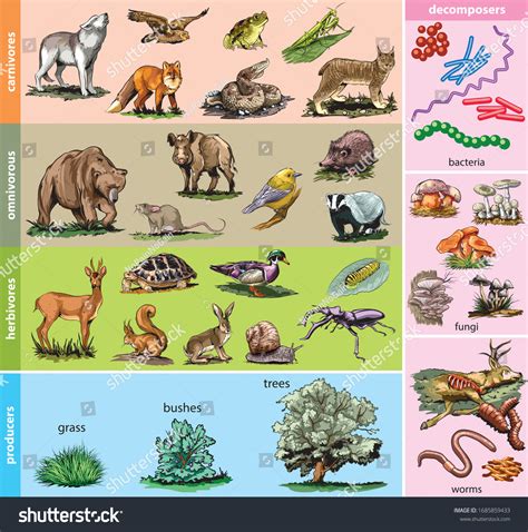 110,885 Food Chain Images, Stock Photos & Vectors | Shutterstock