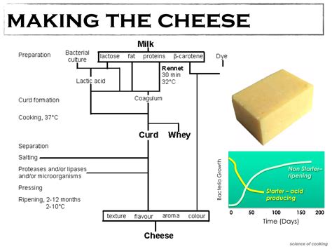 Traditional Biotechnology 的图像结果