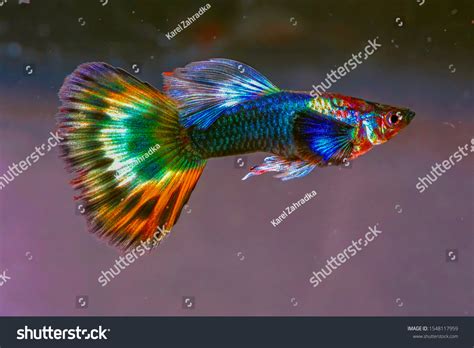 Do Guppies Like Air Bubbles - Dibujos Cute Para Imprimir