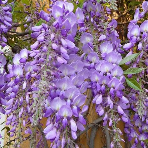 Vine Wisteria Seeds Used Can Grow Into Perennial, Brightly Colored ...