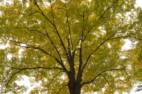 Image result for Tree Explosion