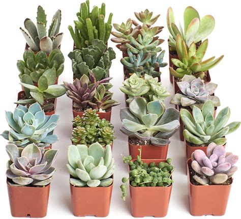 Shop Succulents Unique Succulent Plant Pack Bulk Collection – Live Mini ...