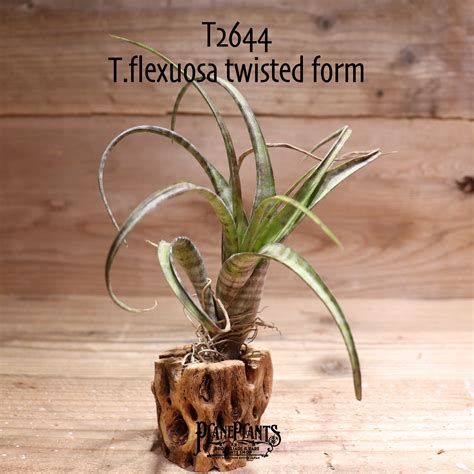 【送料無料】flexuosa twisted form 〔エアプランツ〕現品発送T2644 | plane plants