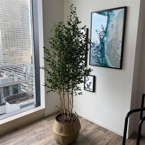 値下げ ベンジャミンバロック 200cm 10号鉢 大型 観葉植物