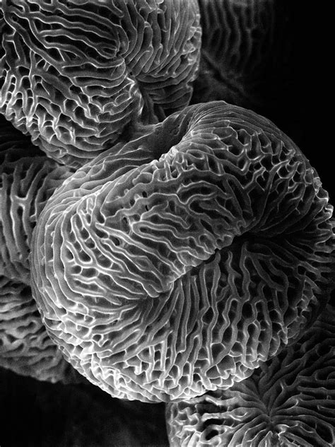 25 stunning photographs of everyday things under a microscope – Artofit