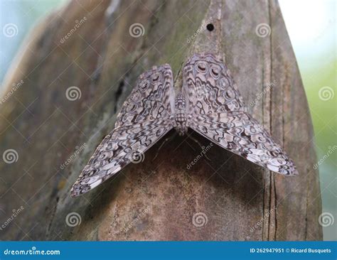 A Perfect Hamadryas Camouflage. Dorsal View. Stock Image - Image of cracking, natural: 262947951