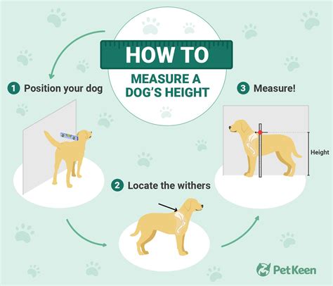 How to Measure a Dog’s Height: 3 Key Tips – Dogster