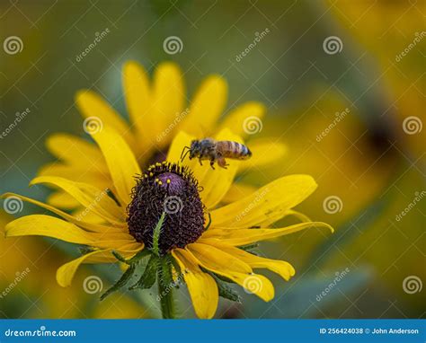 Rudbeckia Hirta, Black-eyed Susan Stock Photo - Image of animal, honey ...